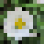 gaensebluemchen-pixel-fein.png