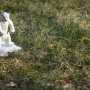 bear-114542_640.jpg