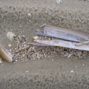 langeness-2005-076.jpg