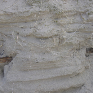 langeness-2005-112.jpg