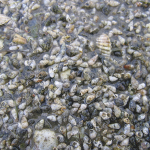 langeness-2005-142.jpg
