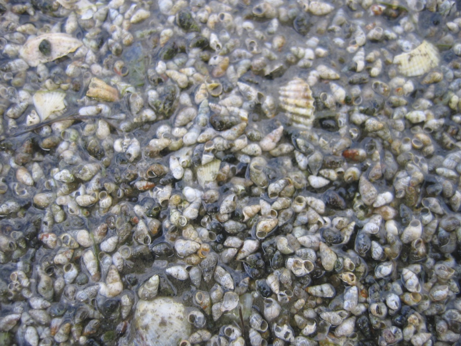 langeness-2005-142.jpg