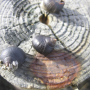 langeness-2005-145.jpg