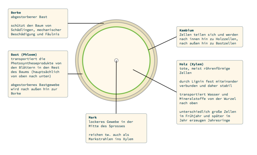lernpfad-holz-was-ist-holz-loesung3-2.png