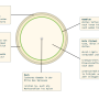 lernpfad-holz-was-ist-holz-loesung3-2.png
