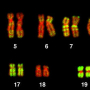 chromosome.jpg