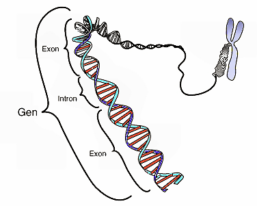 de-gene.png