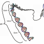 de-gene.png